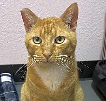 Photo of Rusty