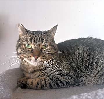 Photo of Bean
