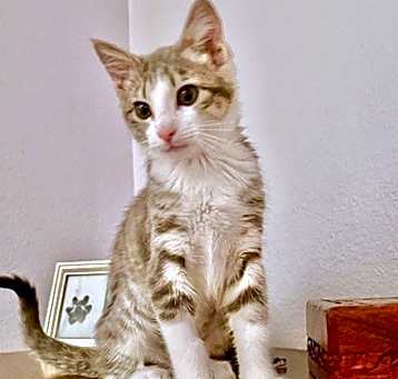 Photo of Scarlet