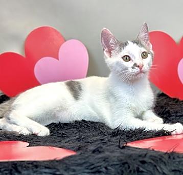 Photo of Snowball