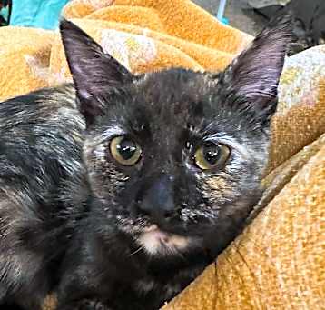 Photo of Blanche