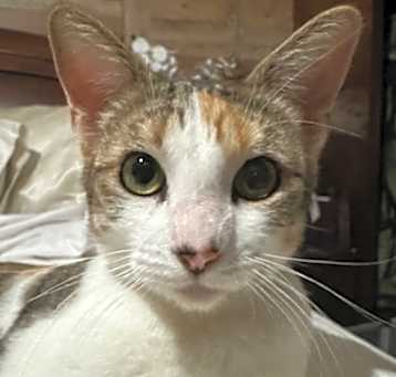 Photo of Rue