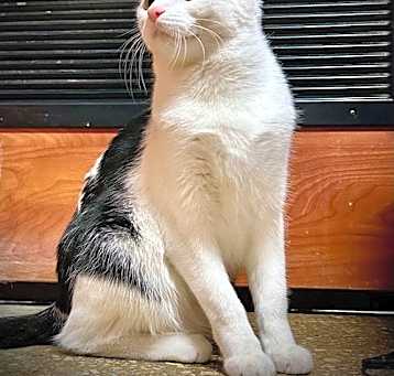 Photo of STARBURST (Bonded with my brother Marshmallow)