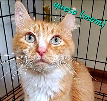 Photo of Queso