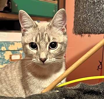 Photo of Launi