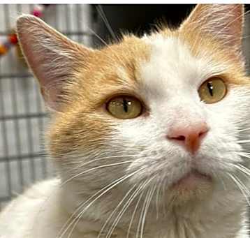 Photo of Marmalade