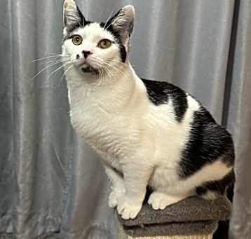Photo of Godiva Kitty