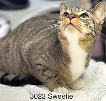 Photo of Sweetie - Center