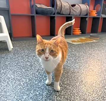 Photo of Mango