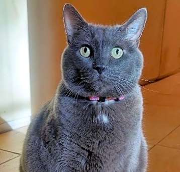 Photo of Yuumi