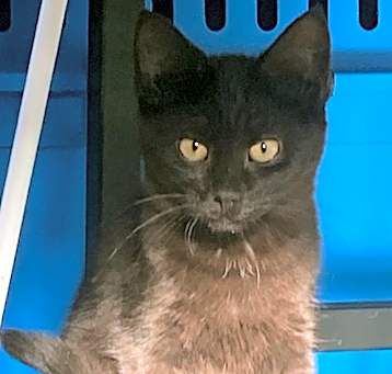 Photo of Onyx