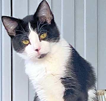 Photo of Opal