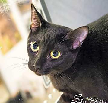 Photo of Smudge