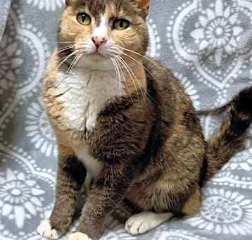 Photo of Carmel