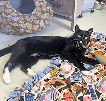 Photo of Huckleberry