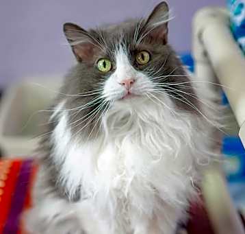 Photo of Meecah