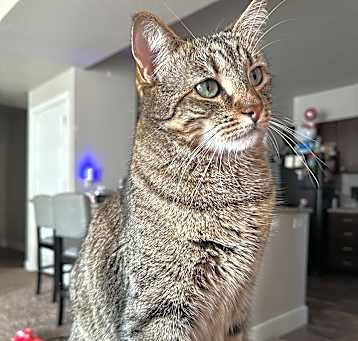 Photo of Cappuccino