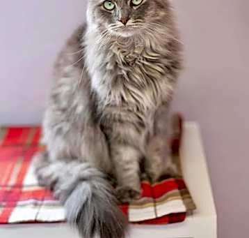 Photo of Griselda