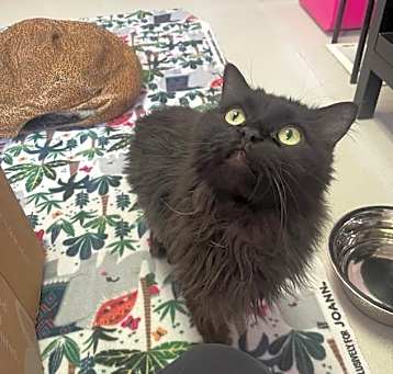 Photo of Gato