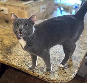 Photo of Greycie