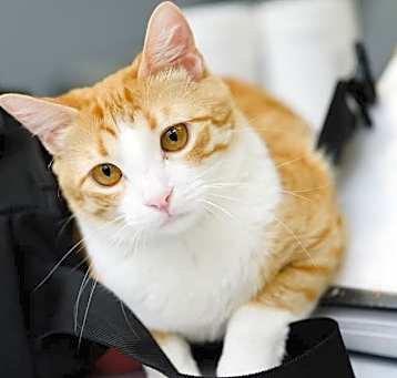Photo of Pumpkin