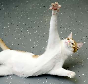 Photo of Marshmallow