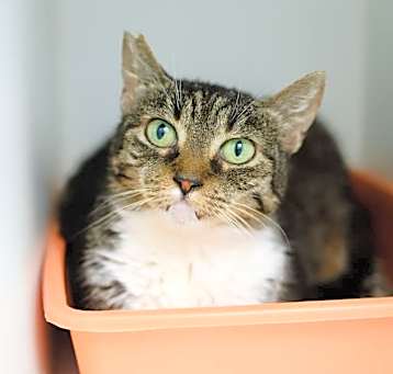 Photo of Chatty