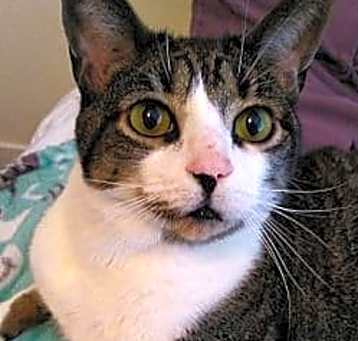 Photo of Nikko (fka Cat)