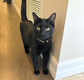 Photo of Caesar