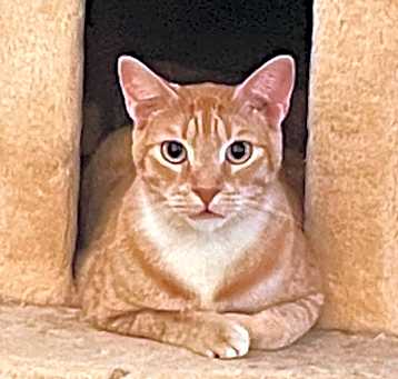 Photo of Tumeric (Queenie litter 2)