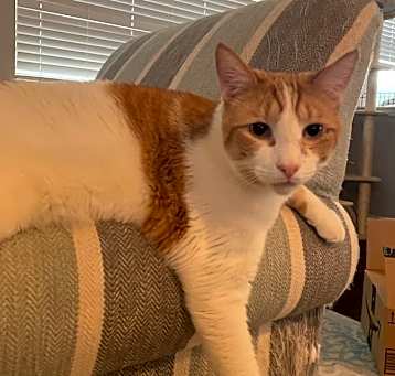 Photo of Ketchup