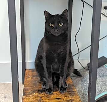 Photo of Harvey