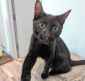 Photo of Boo