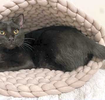 Photo of Bagheera