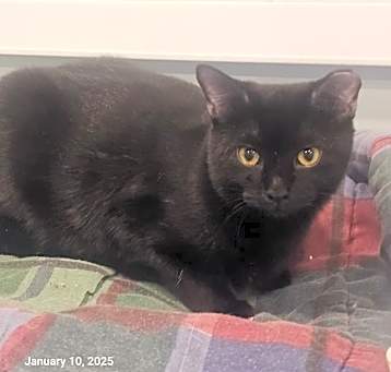 Photo of Loki