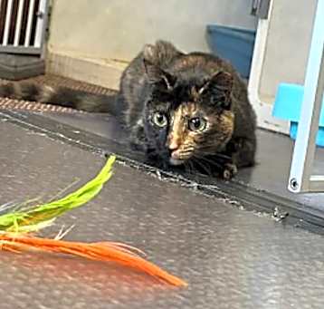 Photo of Lucy