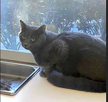 Photo of Baloo