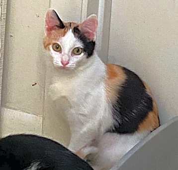 Photo of Indie