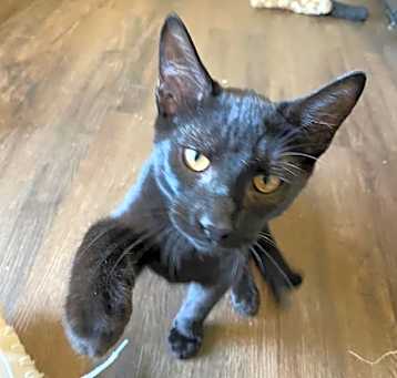 Photo of Oscar