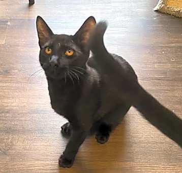 Photo of Grover