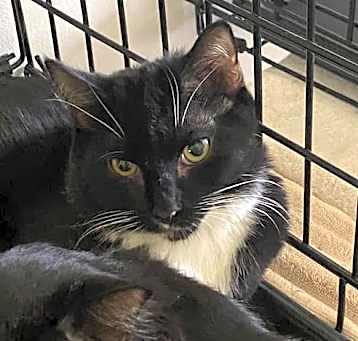 Photo of Mittie