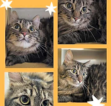 Photo of Fluffy