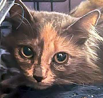Photo of Rowena
