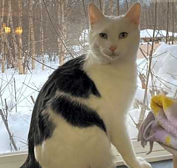 Photo of Arctic