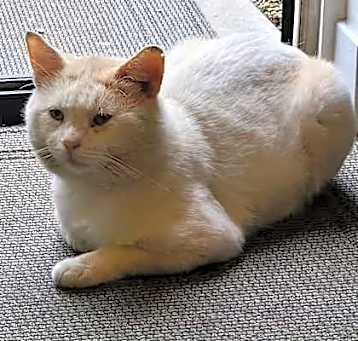 Photo of Big Boy