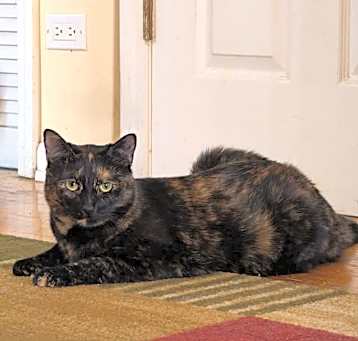 Photo of Arrow (bonded to Batman)