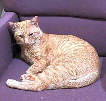 Photo of Crumpet