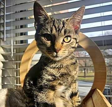 Photo of Comet