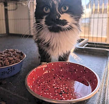 Photo of Little Creature