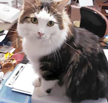Photo of KeeKee